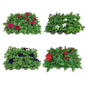 Afbeelding van Petunia P9 divers